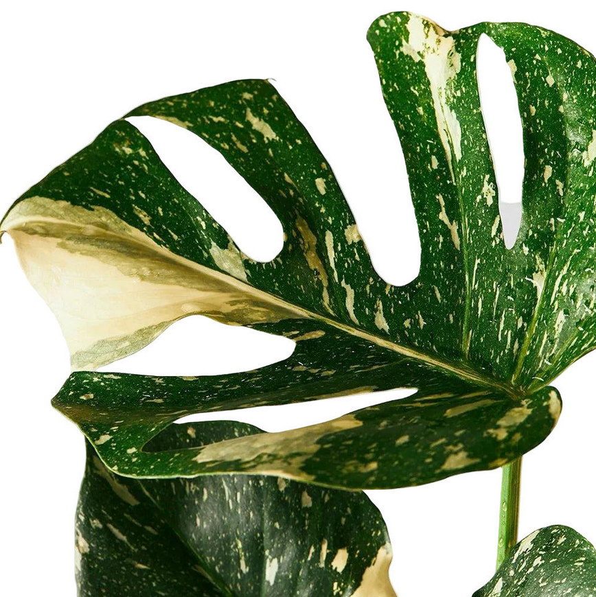 Monstera deliciosa ‘Thai Constellation’ – Variegated Statement Plant