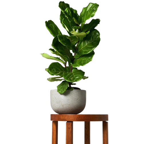 Monstera deliciosa ‘Thai Constellation’ – Variegated Statement Plant