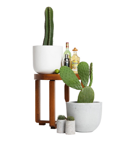 San Pedro Cactus (Echinopsis pachanoi) – Iconic Columnar Cactus