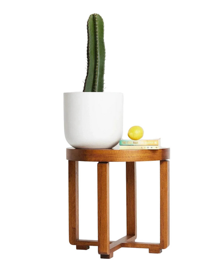San Pedro Cactus (Echinopsis pachanoi) – Iconic Columnar Cactus
