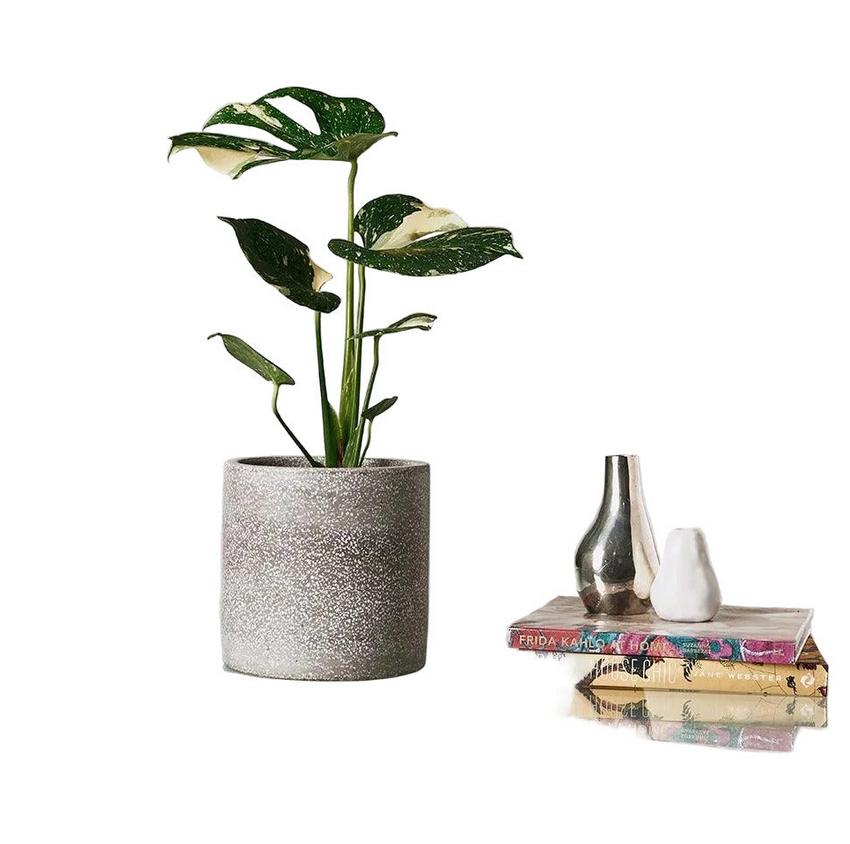 Monstera deliciosa ‘Thai Constellation’ – Variegated Statement Plant