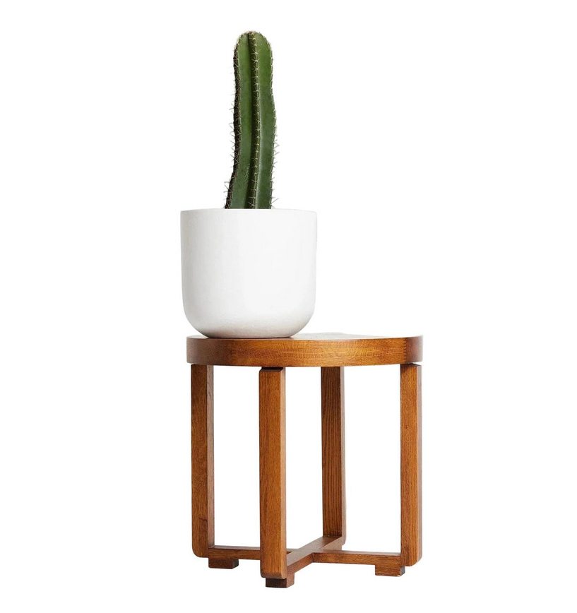 San Pedro Cactus (Echinopsis pachanoi) – Iconic Columnar Cactus